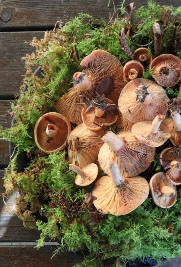 Image of saffron milk caps (lactarius deliciosus) mushrooms on green forest moss